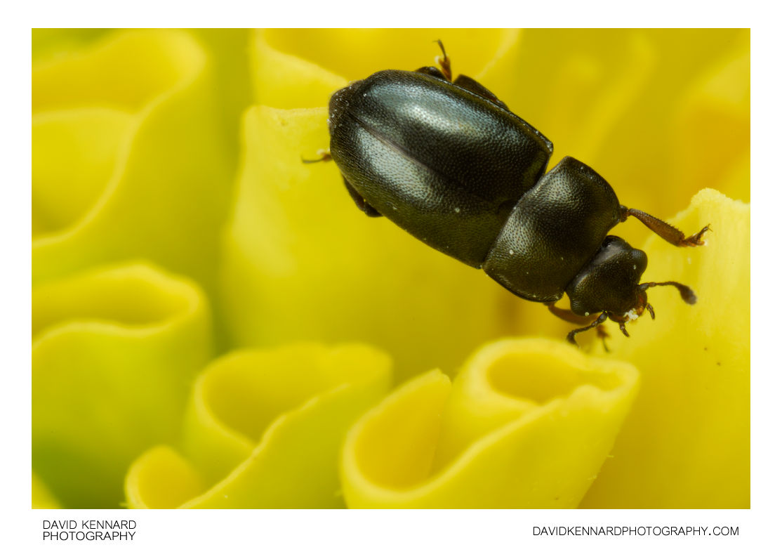 sap beetle
