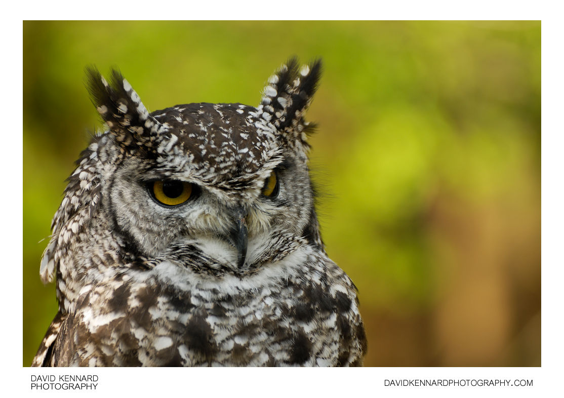Spotted Eagle Owl Bubo africanus 