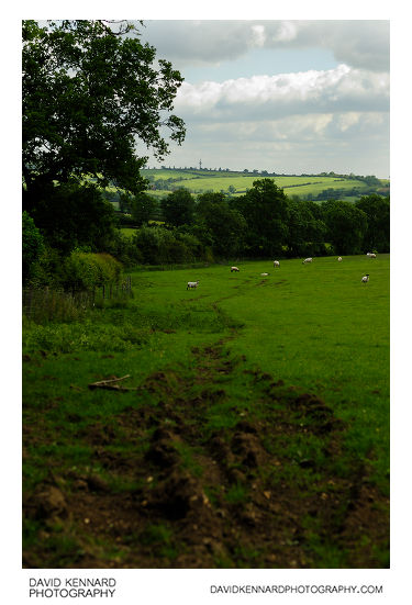 Track through field of sheep