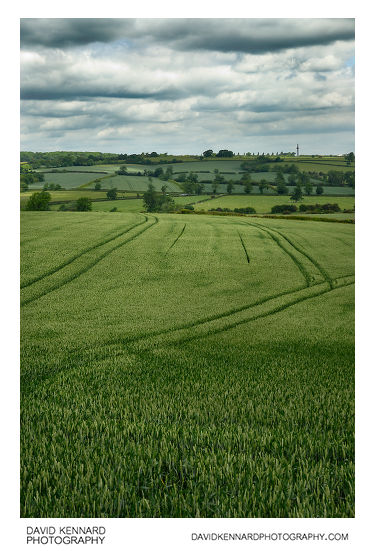 Field of green wheat