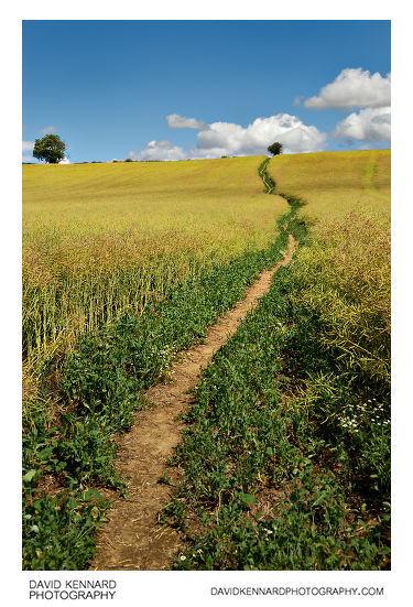 Path through oilseed rape field on Lubenham Hill