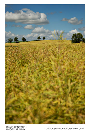 Field of oilseed rape on Lubenham Hill