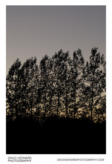 Tree silhouttes at twilight