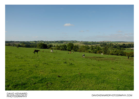 Horses in field, Withcote Hall Stud
