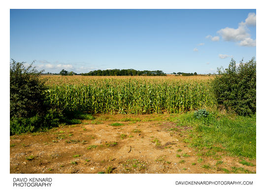 Field of maize entrance, Wycomb