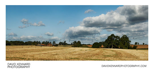 Crows over harvested field, Scalford