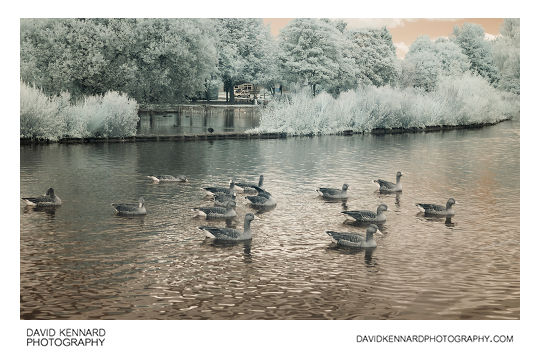 Greylag geese on Corby Boating Lake in Infrared