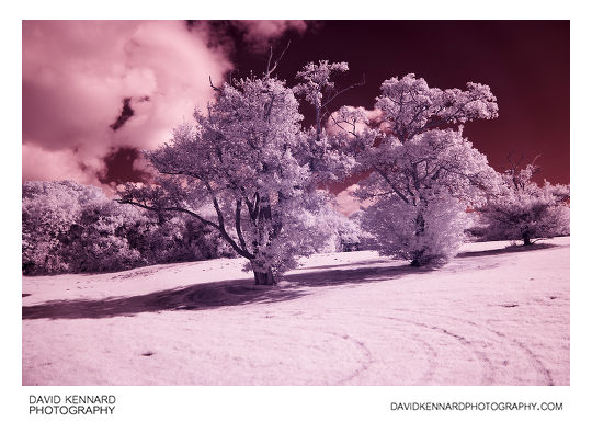 Trees in Infrared at Corby Boating Lake