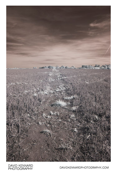 Path across harvested field in infrared